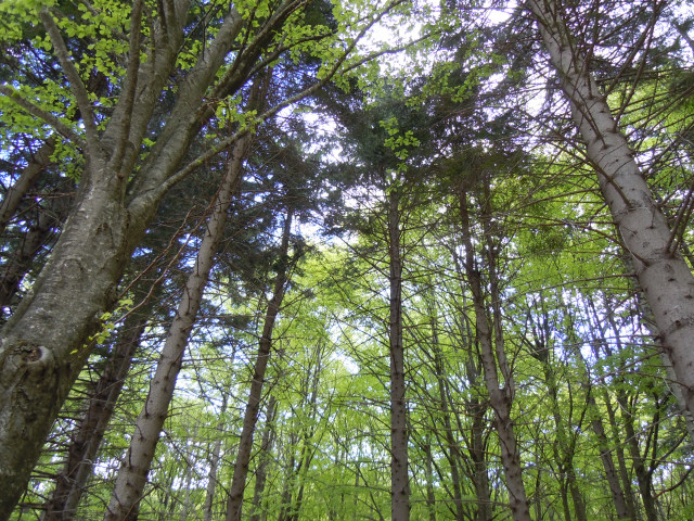 Hiking