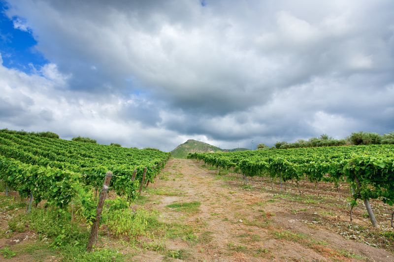 Etna-vineyard_2