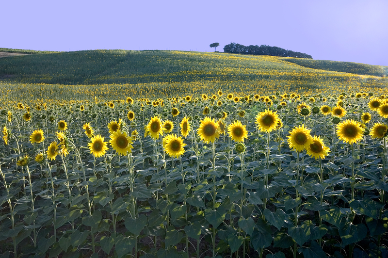 sunflowers4